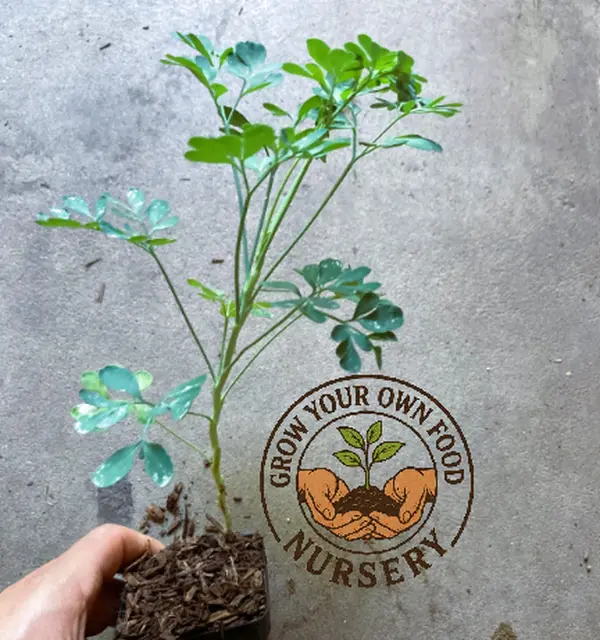 Organic Seed-Grown Rue (Ruta Graveolens, Ruda) Herb of Grace Live Plant - Backyard Garden Supplies for Full Sun Garden Growing, Cooking Spice, Zone 4-9 Home Remedy Plants