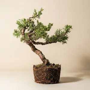 Hand-Styled Artistic Shimpaku Juniper Bonsai Tree - Live Artistic Twisted Trunk Juniperus,Wired Mini Bonsai,Best Gift for Plant Lover,Home Decoration