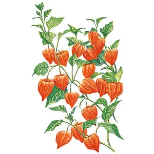 Chinese Lantern Seeds