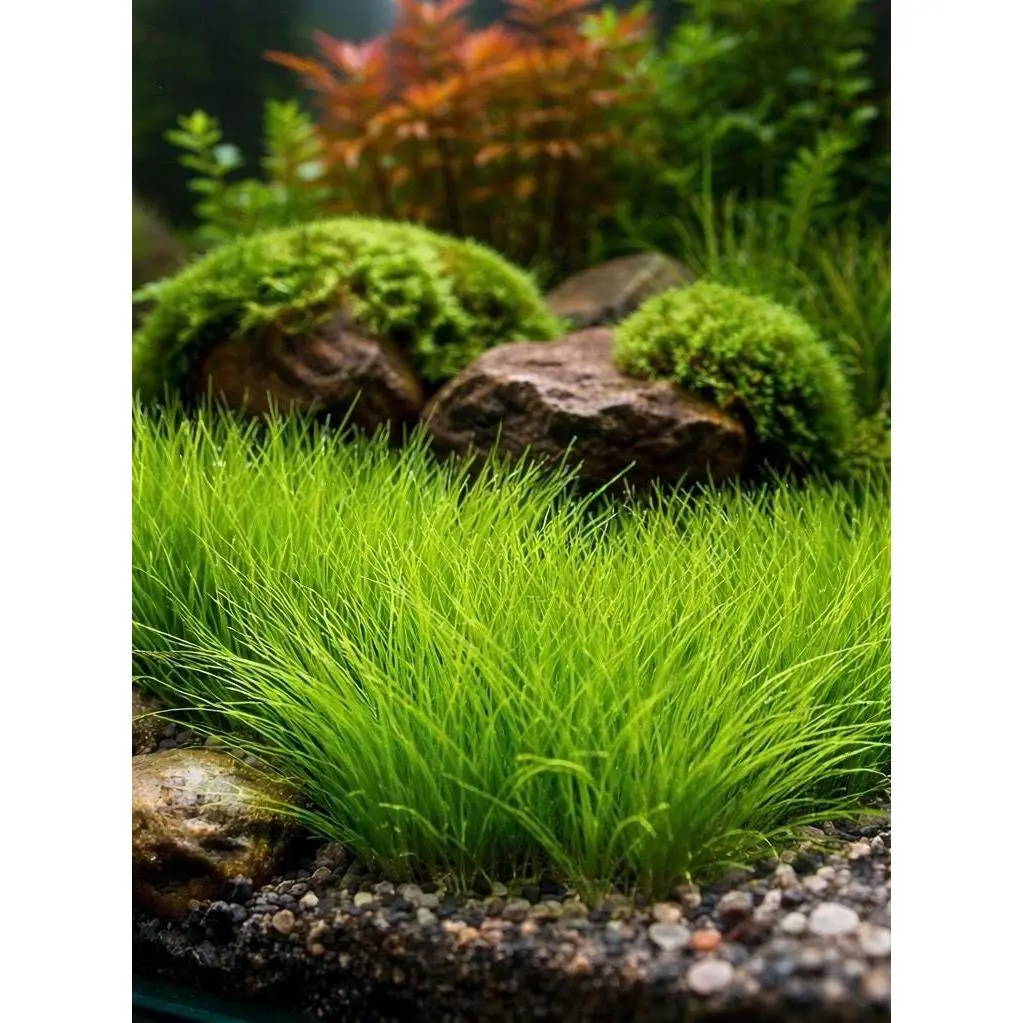 Dwarf Hair Grass Plug Live Aquarium Plant – Easy Carpeting Plant