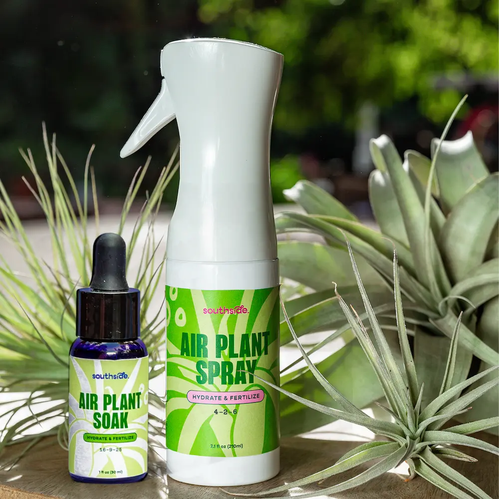 Southside Plants Air Plant Fertilizing Spray and Soak 7.3 oz - Gentle Mist Formula for Miracle Feed & Grow - Organic Formula for Houseplants