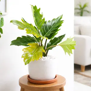 Philodendron Choco Empress