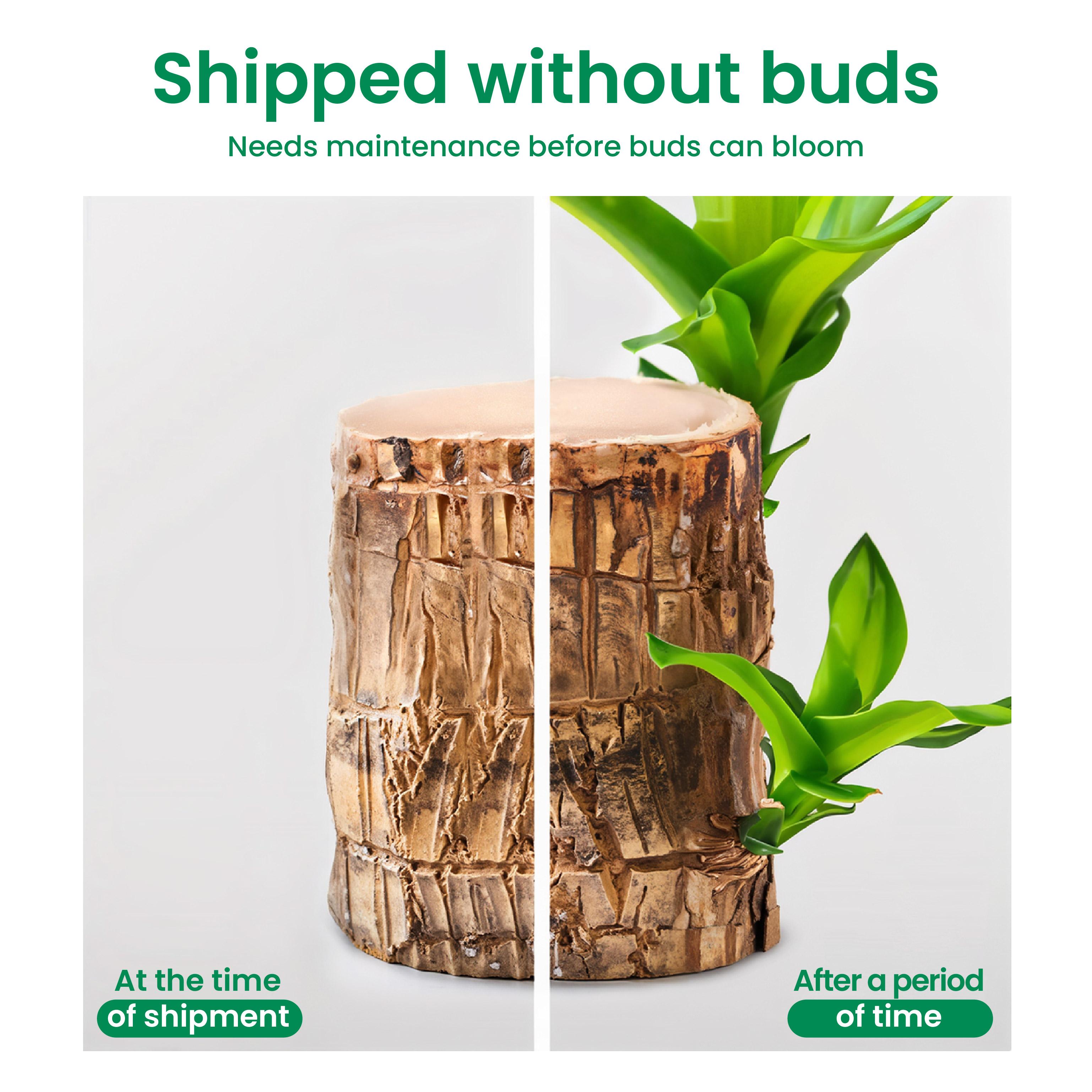 Brazilian lucky wood, 2026 new lucky Brazilian wood potted plant, mini Brazilian wood hydroponic plant, desktop decoration with double-layer water supply basin