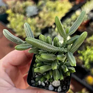 2” Crassula Pyramidalis Succulent Plant