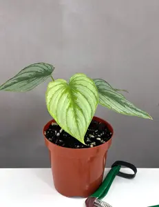 Philodendron Mamei Silver