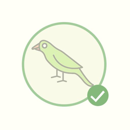 Peperomia Hope 'Peperomia tetraphylla' Peperomia Hope 'Peperomia tetraphylla'