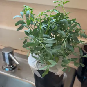 4” pot Rue Plant Ruta Graveolens Plant