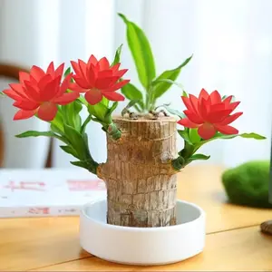 Brazilian wood plant, lucky Brazilian wood potted plant, mini Brazilian wood desktop decoration, lucky