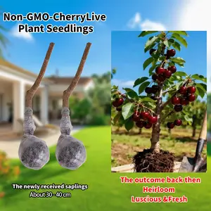 Premium Black Cherry Seedlings, Ready-to-Plant for Home Garden