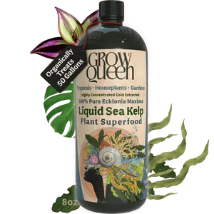 Ecklonia Maxima Kelp Extract Plant Superfood