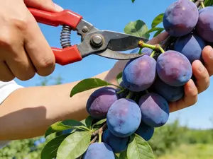 Home Garden Prune Plum Tree Seedling | Easy to Grow Fruit Tree | Beginner Friendly Backyard Orchard Tree | Suitable for Patio and Small Garden Planting