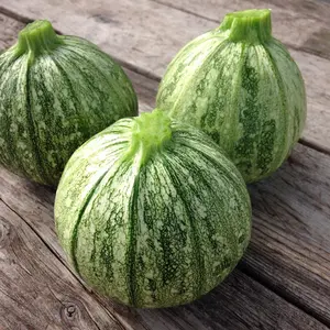 Organic Ronde De Nice Squash Seeds (Cucurbita pepo) – Round French Heirloom Zucchini, Ideal for Stuffing, Baking, and Sautéing – 10+ Seeds