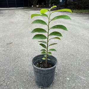 Soursop TREE- 1 gallon