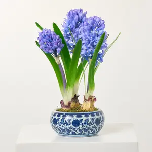 Artificial Violet Blue Hyacinth Bulbs, Indoor Houseplant in Blue & White Chinoiserie Pot (Home Decorative Fake Flower for Interior Display)