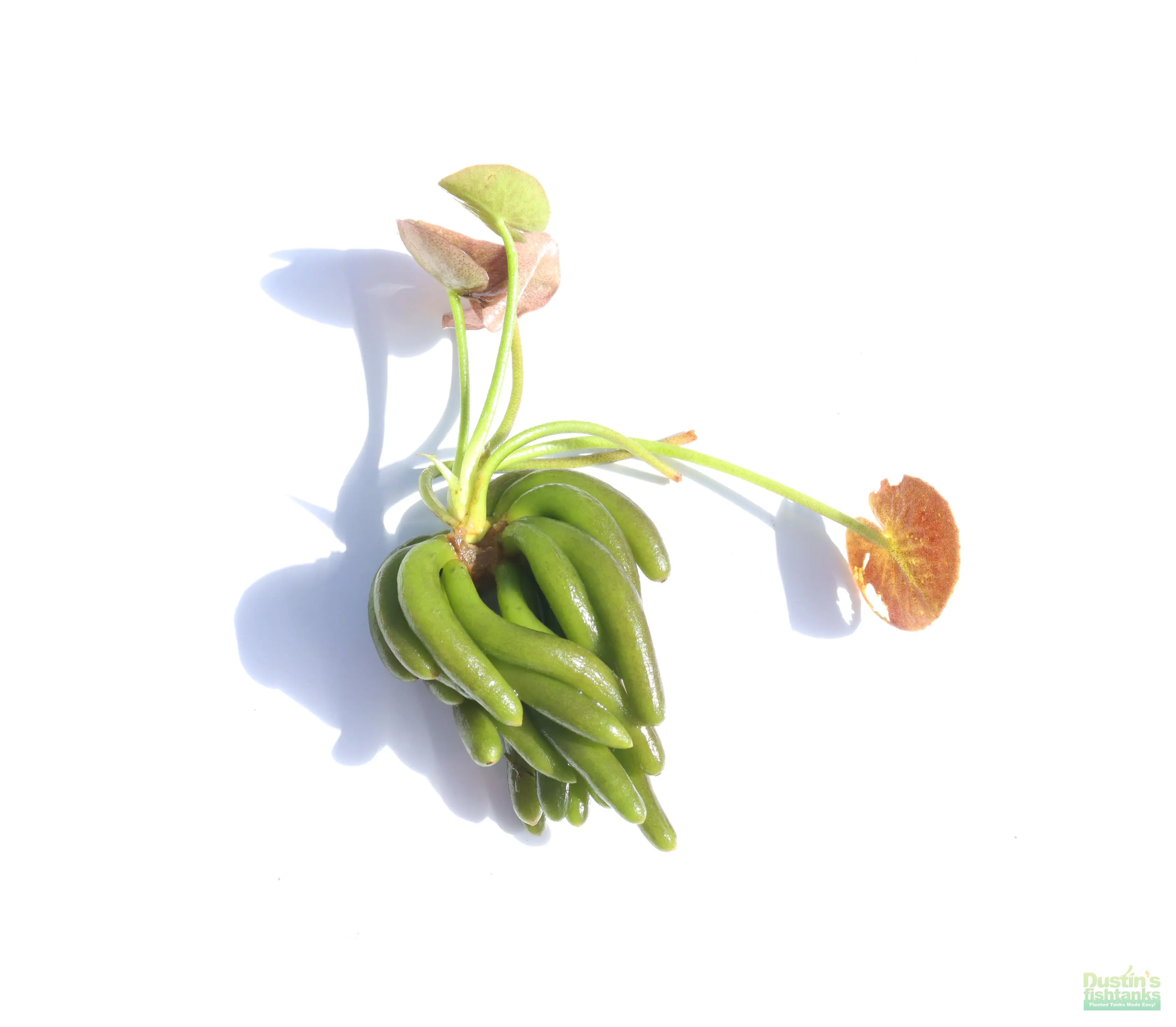 Banana Plant- Nymphoides aquatica- Easy Beginner Plant