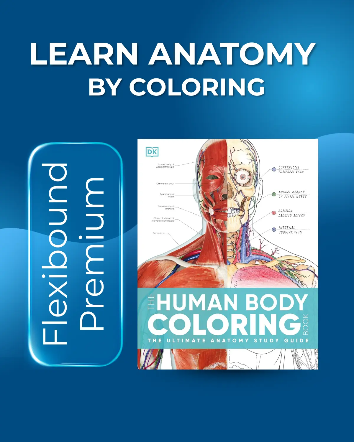 Anatomy Coloring Book • Human Body Study Guide (2nd Edition, Flexibound) — Premium Anatomical Workbook for Medical & Nursing Students / Learning Activity Book