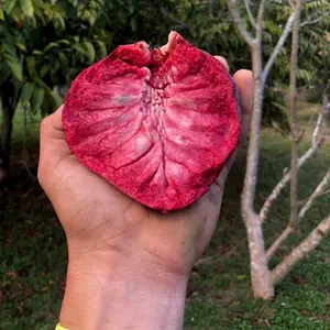Red Rane Reticulata GRAFTED TREE