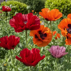 POPPY POWER Mix Perennial Oriental Poppies Papaver | 1000 Seeds