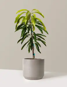 Glenn Mango Tree
