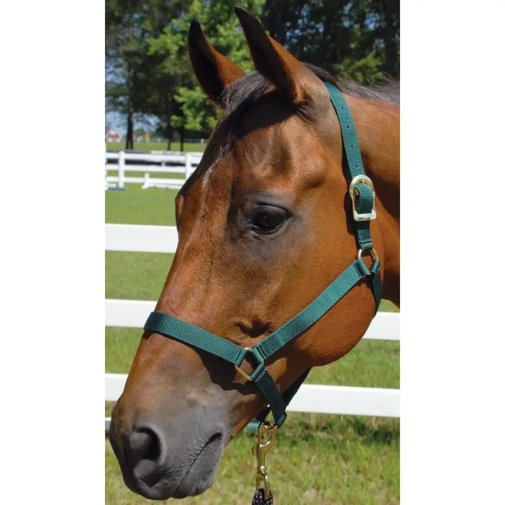 Jeffers Turnout Nylon Horse Halters, 2-Ply, 1" Jeffers Turnout Nylon Horse Halters, 2-Ply, 1"