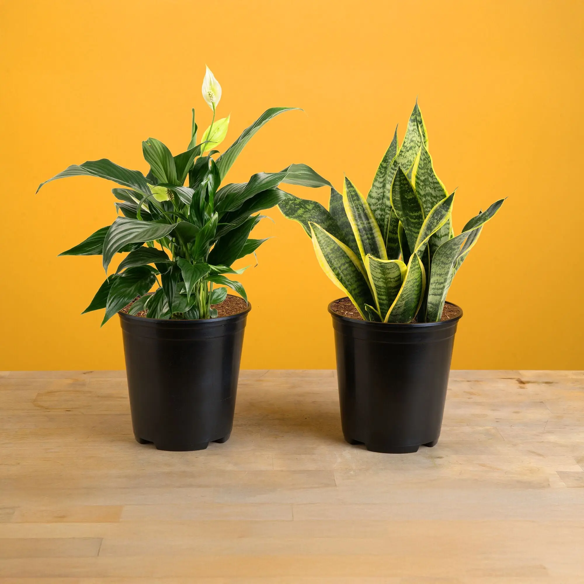 Peace Lily and Snake Plant Bundle | medium