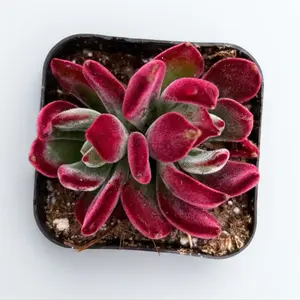 Echeveria Harmsii Ruby Slippers – Velvet Red Rosette Succulent Ruby Slipper Plant