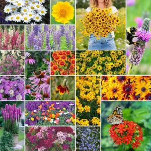 High-quality monarch butterfly wildflower seed mixture, non-GMO milkweed seeds for monarch butterfly - perennial wildflowers - bulk flower seeds for pollinator gardens