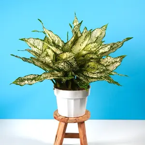 Aglonema First Diamond - 6”