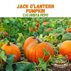 Jack O’Lantern Pumpkin Seeds (Cucurbita pepo)