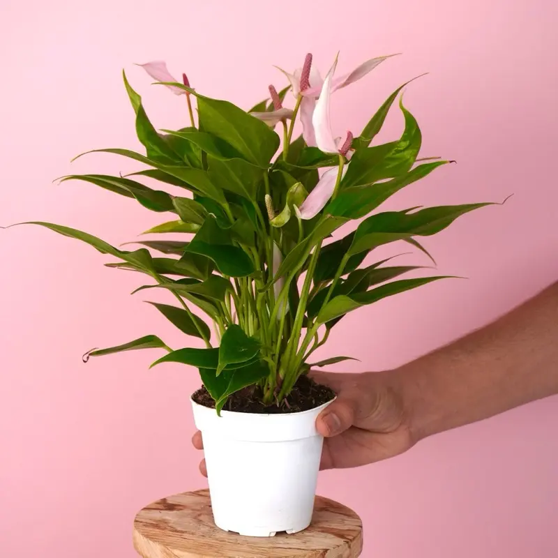 anthurium red velvet Anthurium RVC x D&H X Supermassive Spider – HappiestPlants main image 0