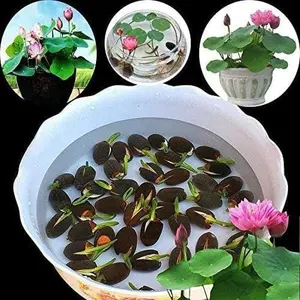 20 Lotus Seeds for Planting, Aquatic Flower Seeds for Water Garden and Pond Growing, Seeds Only, Not Live Plants