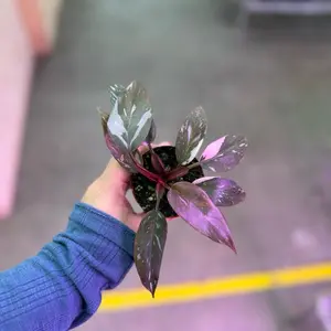 3” Philodendron pink princess
