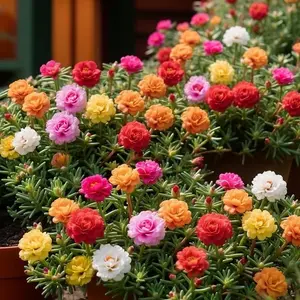 20,000 Mixed Flower Seeds, Garden Decoration - Bi-Color Moss Rose Annual/Perennial Flower Seeds, Suitable For Outdoor Planting, Non-Genetically Modified, Multiple Colors, Large Flowers, Can Attract Pollinators, Easy To Plant, Suitable For All Seasons