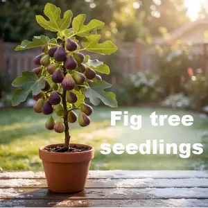 Heirloom Non-GMO Live Fig Tree Sapling – Hardy Perennial Fig Fruit Plant for Outdoor Garden, Patio Pots & Backyard Orchard, Easy Grow Starter Bonsai