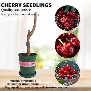 Heirloom Non-GMO Cherry Live Plant Seedlings – Farm Grown Fruit Tree Starter for Home Gardens, Patio Containers & Backyard Orchards, Fast Growing High Yield