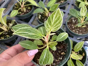 Philodendron Birkin 'floral' (seedling)