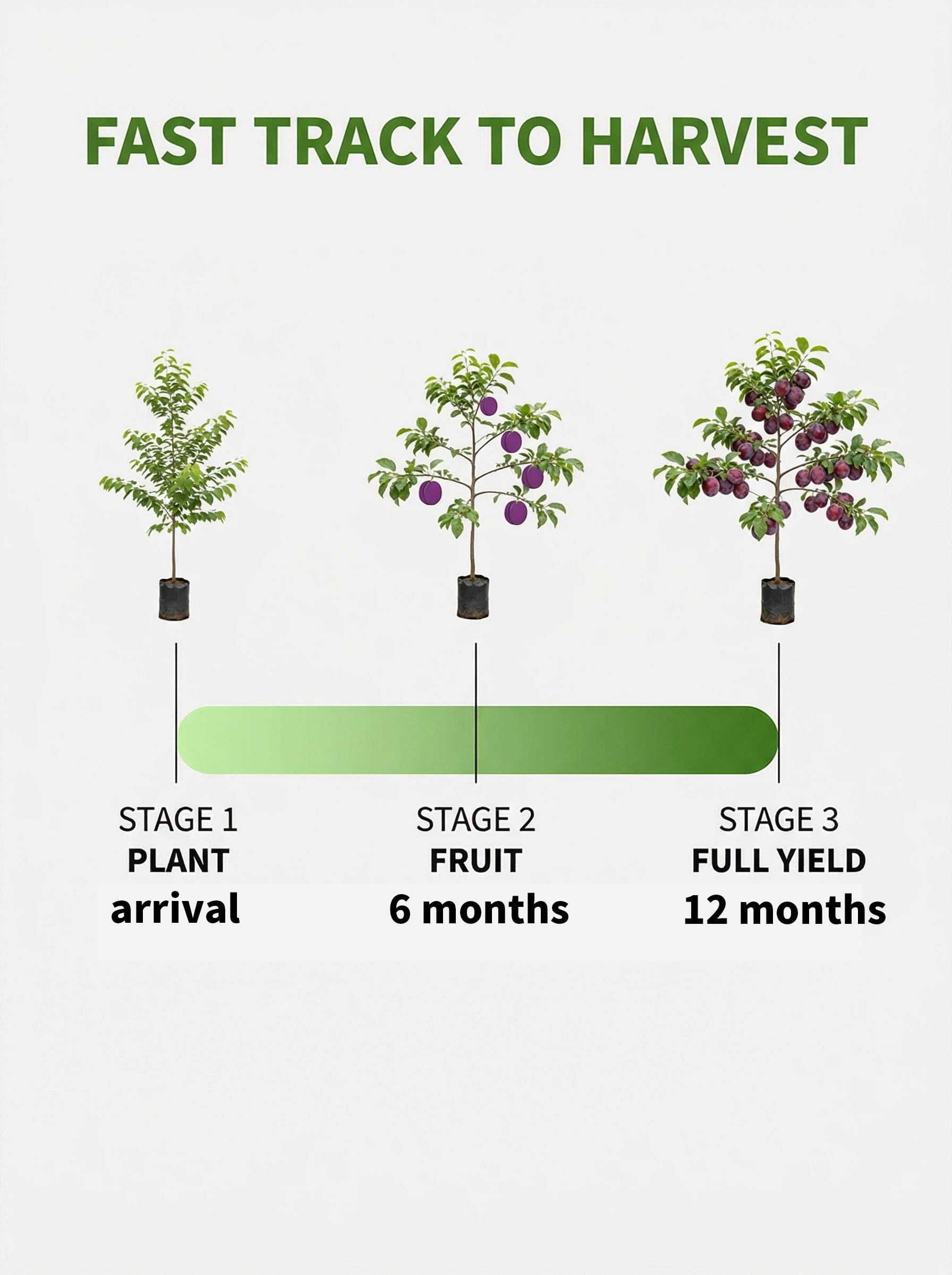 Live Exclusive  Heirloom Non-GMO Grafted Plum Tree Sapling – Live Perennial Fruit Tree for Outdoor Garden & Backyard Planting