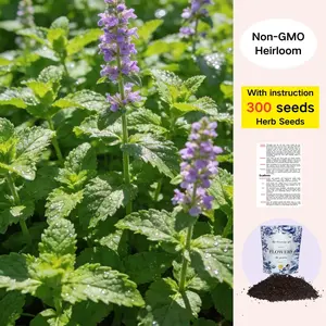 Peppermint Seeds – 300 Heirloom Mint Seeds for Planting - Non GMO Heirloom Perennial Herb for Indoor or Outdoor Planting - Ideal for Kitchen Herb Garden - Perennial Growing Plants - Packet with Instructions