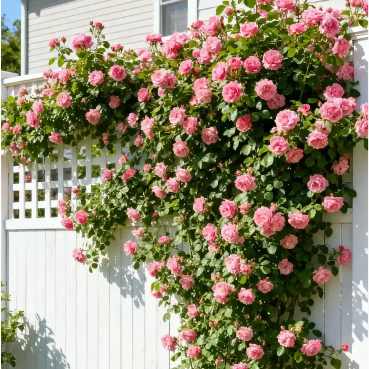 770 Mixed Colors Climbing Rose Seeds - Fragrant Heirloom Roses, Versatile Climber, Butterfly-Friendly Pollinator Attractor, for Outdoor Garden Planting, Pollinator Attraction