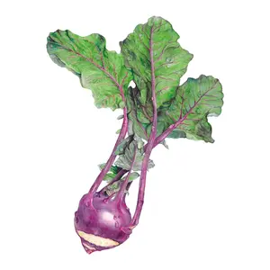 Purple Vienna Kohlrabi Seeds