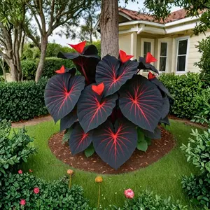 1000 PCS Hosta Seeds for Creating Full, Natural and Relaxing Outdoor Garden Spaces