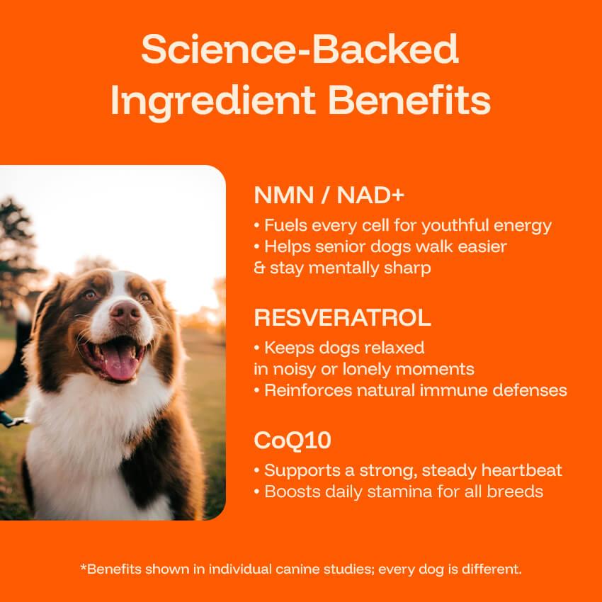 Dog Longevity Supplement | Pawprint Protocol NAD+ Liquid Drops for Senior Dogs Hind Leg & Energy Support