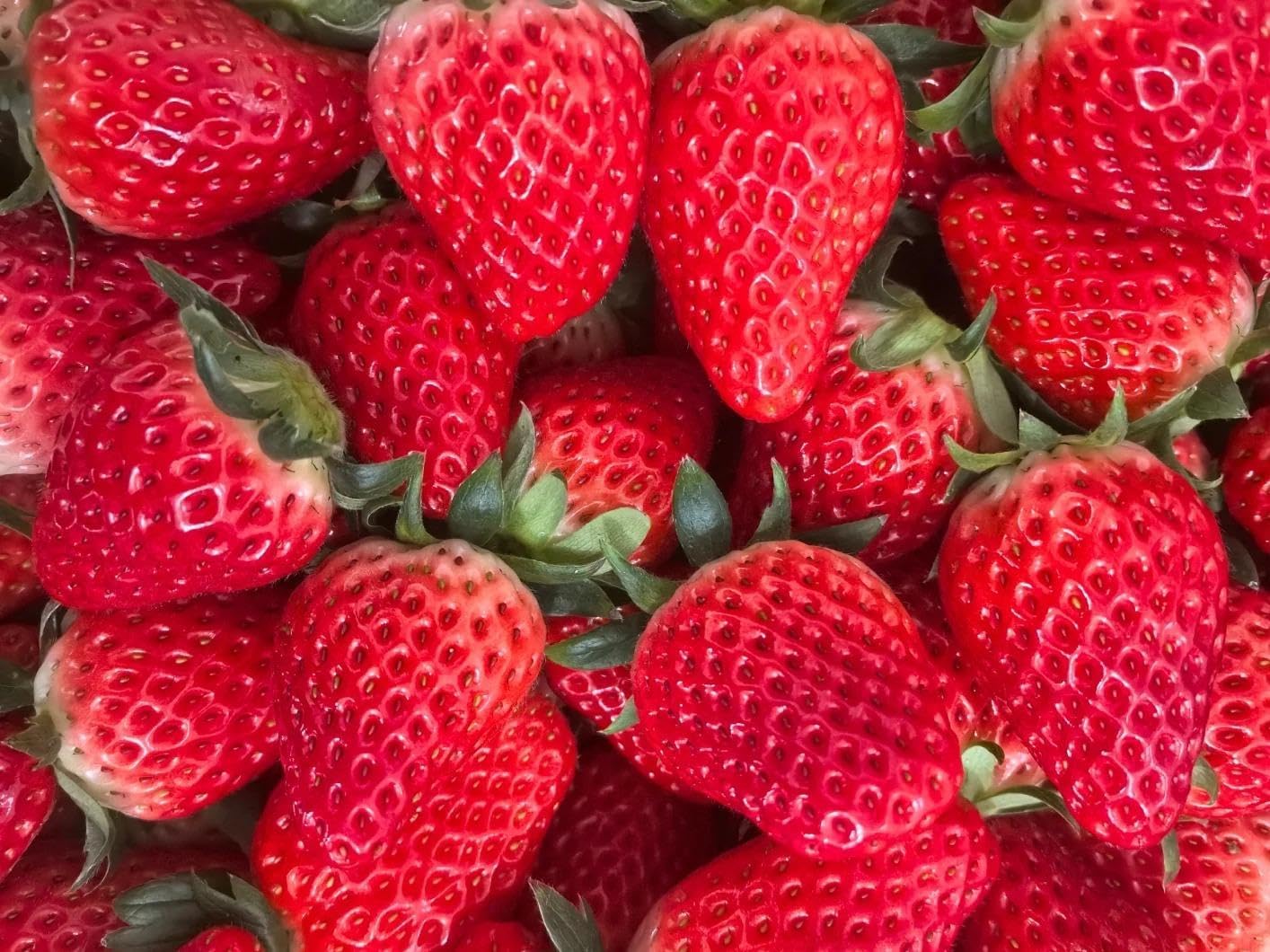 800+Pcs Strawberry Fruit Seeds for Planting Home Garden Outdoo