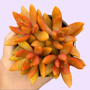 Sedum Nussbaumerianum Orange Delight House Plant " Houseplants Pot