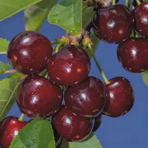 50 Cherry Seeds for Planting – Sweet Cherry Fruit Tree Seeds for Garden and Backyard Growing, Seeds Only Not Live Plants