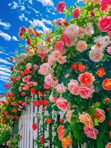200 pcs mixed flower seeds Climbing vine rose all season flowering Climbing wall climbing courtyard houseplant Garden Outdoor