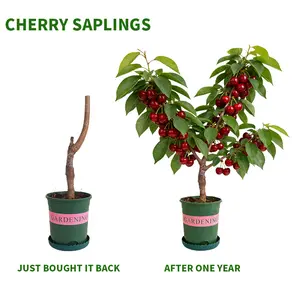 Cherry Trees for Your Garden – Easy to Grow & Fruitful!