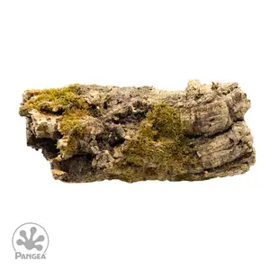 Cork Bark Rounds for Reptiles