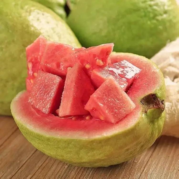 200 Pink Guava Seeds for Planting Ideal for Pots Greenhouses and Outdoor Gardens Versatile Use for All Gardening Enthusiasts Plant Starter 200 Pink Guava Seeds for Planting Ideal for Pots Greenhouses and Outdoor Gardens Versatile Use for All Gardening Enthusiasts Plant Starter