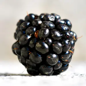 Ponca Blackberry Plug Plants – Thornless Early-Season Variety | Super Sweet, Firm Berries | High Yield & Cold Hardy | Hand Picked Nursery
